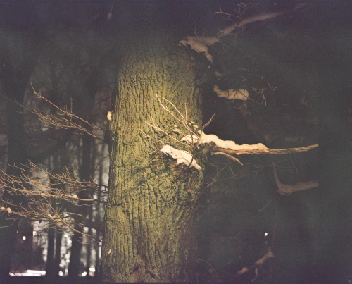 Thumbnail preview for Dustbox, The Spirit Video - item 40